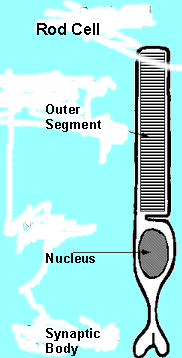 Diagram of a rod cell showing the  outer segment with its stack of discs, the inner segment, the nucleus of the cell and the Synaptic Body