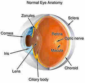 Anatomy  of the Eye